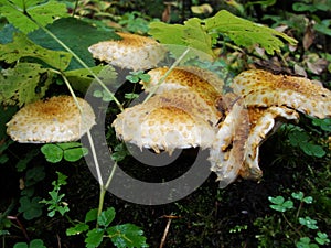 Fungi Pholiota squarrosa on tree in the green forest. Mushrooms on a log. Pholiota Squarrosoides.