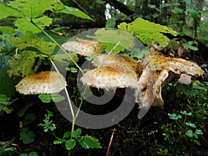 Fungi Pholiota squarrosa on tree in the green forest. Mushrooms on a log. Pholiota Squarrosoides.