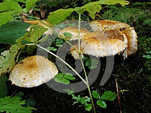 Fungi Pholiota squarrosa on tree in the green forest. Mushrooms on a log. Pholiota Squarrosoides.