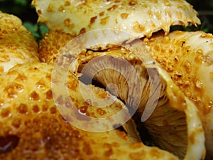 Fungi Pholiota squarrosa on tree in the green forest. Mushrooms on a log. Pholiota Squarrosoides.