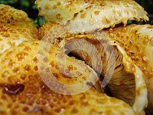 Fungi Pholiota squarrosa on tree in the green forest. Mushrooms on a log. Pholiota Squarrosoides.