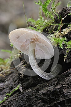 Fungi Pluteus thomsonii