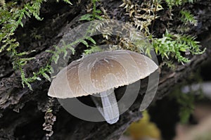 Fungi - Pluteus thomsonii