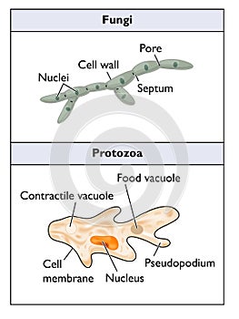 Fungi and protozoa