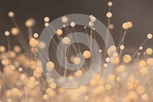 Fungi,Rhizopus bread mold under the microscope.