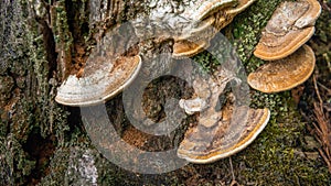 Fungi on a rotten tree trunk from close