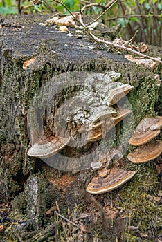 Fungi on a rotten tree trunk from close