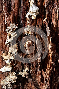 Fungi on rotting tree