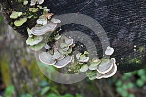 Fungi on Ruth Park Trail 2020 II