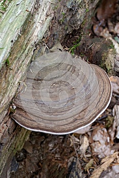 Fungi are saprophytes and parasites that live on trees in parks and forests of the planet.