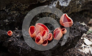 Fungi - Scarlet elf cup photo