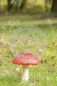 Fungi on southampton common