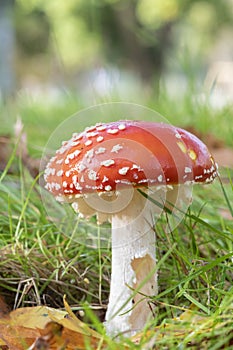 Fungi on southampton common