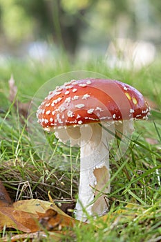 Fungi on southampton common