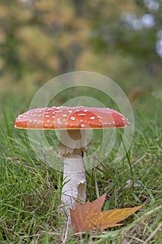 Fungi on southampton common