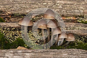 Fungi on Southampton Common