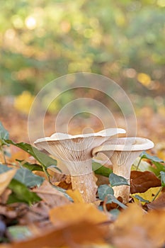 Fungi on Southampton Common