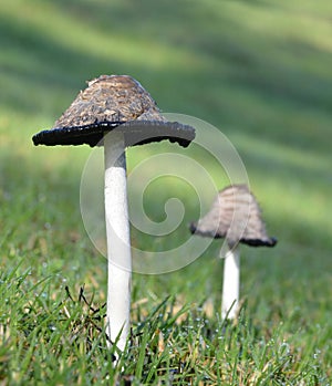 Coprinus Comatus with black liquid