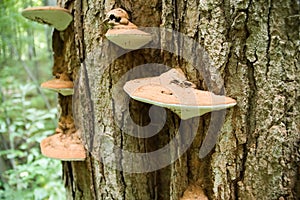 Fungi on Tree photo