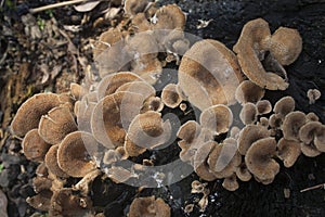 Fungi on a tree cut down and burned