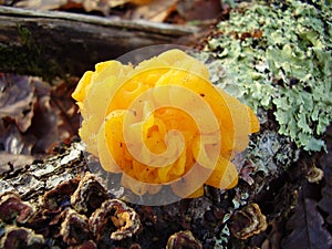 Fungi Tremella Mesenterica photo