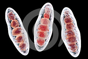 Fungi Trichophyton illustration