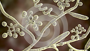 Fungi Trichophyton mentagrophytes, 3D illustration photo