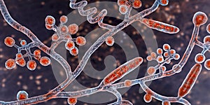 Fungi Trichophyton mentagrophytes, 3D illustration photo