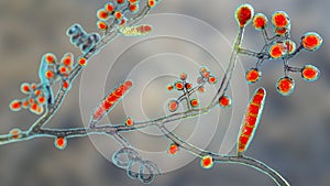Fungi Trichophyton mentagrophytes, 3D illustration photo