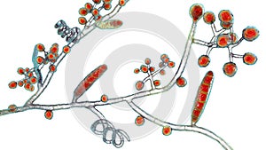 Fungi Trichophyton mentagrophytes, 3D illustration photo