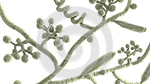 Fungi Trichophyton mentagrophytes, 3D illustration photo