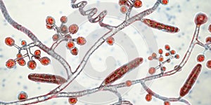 Fungi Trichophyton mentagrophytes, 3D illustration photo