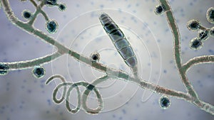 Fungi Trichophyton mentagrophytes, 3D illustration photo