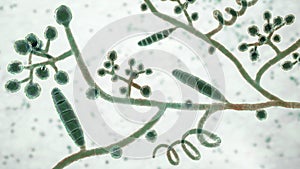 Fungi Trichophyton mentagrophytes, 3D illustration photo