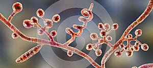 Fungi Trichophyton mentagrophytes, 3D illustration photo