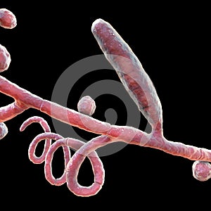 Fungi Trichophyton mentagrophytes, 3D illustration photo