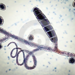 Fungi Trichophyton mentagrophytes, 3D illustration photo
