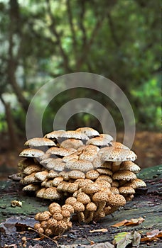 Fungi on a trunk