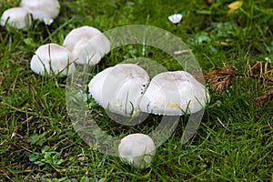 Fungi varieties growing on a woodland floor in mid September