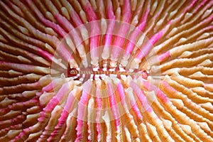 Fungia Coral with Bright pink coralites