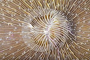 Fungia Coral (closeup)