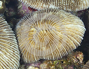 Fungia Coral (closeup)