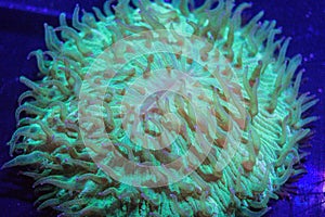 Fungia Plate Coral