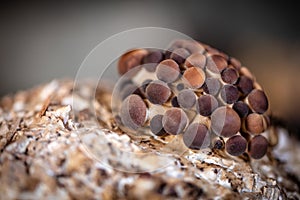 Fungiculture at home or on a mushroom farm, Agrocybe aegerita