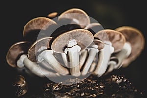 Fungiculture at home or on a mushroom farm, Agrocybe aegerita