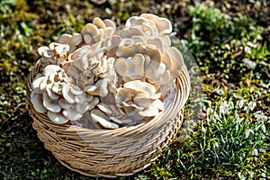 Fungiculture at home or on a mushroom farm, Hypsizygus ulmarius