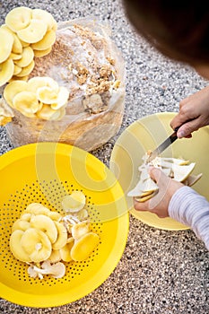 Fungiculture at home or on a mushroom farm, woman harvesting golden oyster