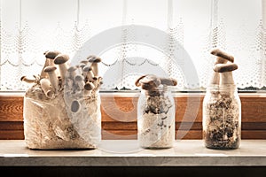 Fungiculture and home with substrate kit and various fungi types, shiitake and king oyster mushrooms photo