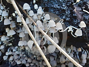 Fungile shrooms uk