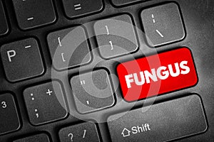 Fungus is any member of the group of eukaryotic organisms that includes microorganisms such as yeasts and molds, text button on